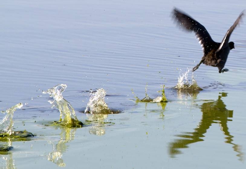 American Coot at take off by Greg Hume Attribution-ShareAlike 3.0 Unported (CC BY-SA 3.0)